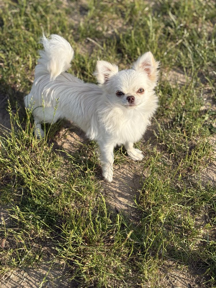 Chłopiec chihuahua FCI