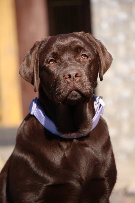 Перспективні лабрадори Хмельницький