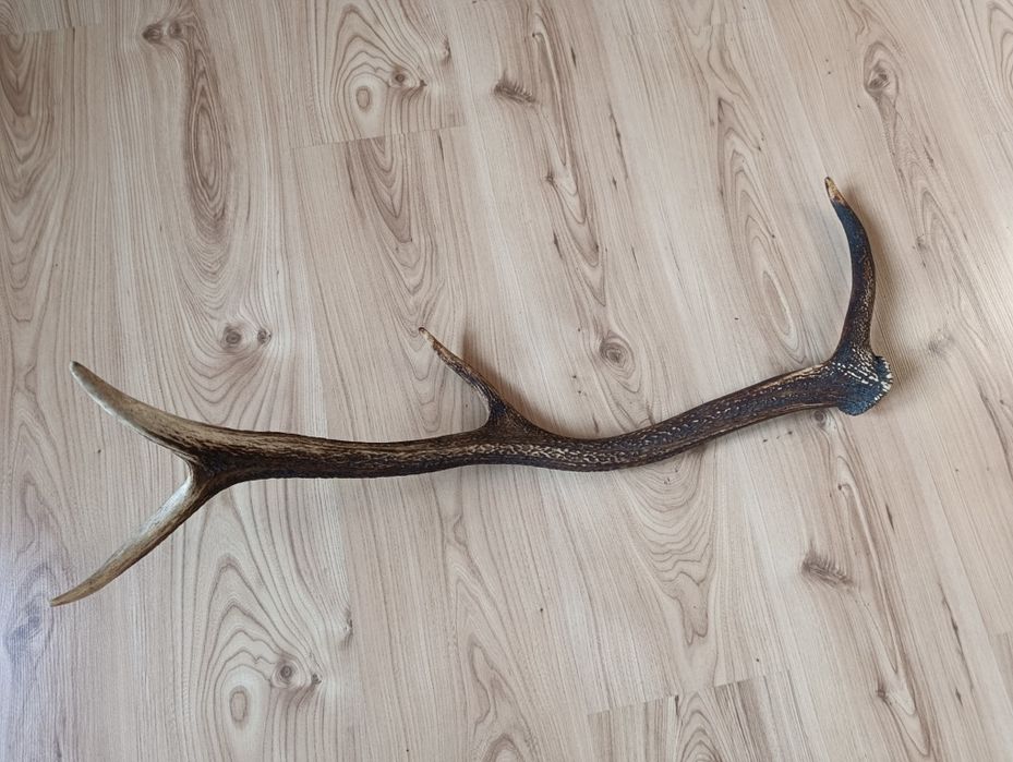 Poroże jelenia róg