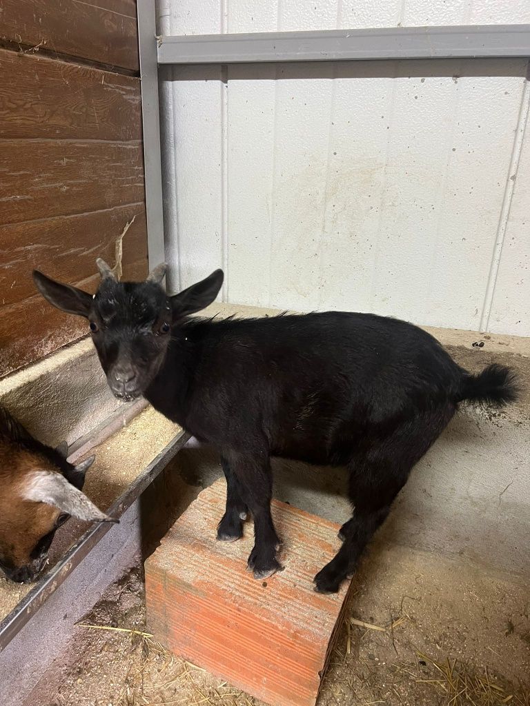Cabrito anão.      .