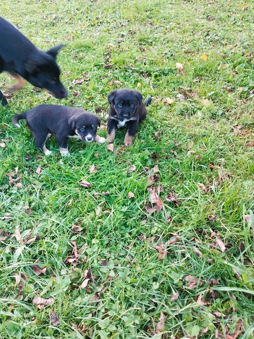 Szczeniaczki kundelki szukają domu