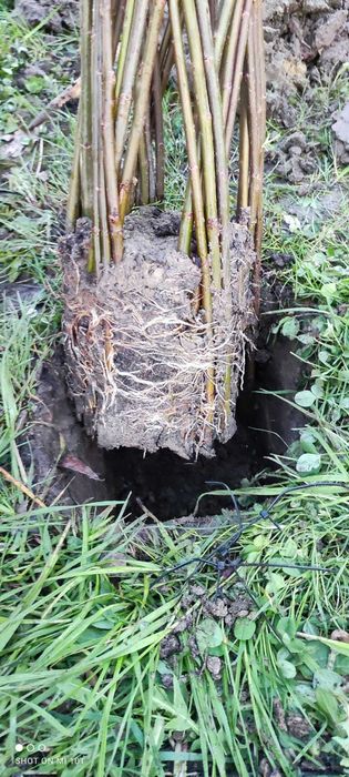 WYPRZEDAŻ - Wierzba Pleciona Drzewko - wszystkie wysokości po 40 zł