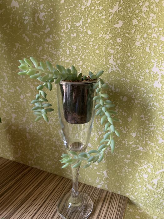 Седум(очиток)Моргана