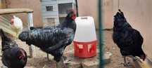 Ovos galados Jersey gigante negros e azul