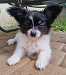 Papillon Miniaturowy Spaniel Kontynentalny
