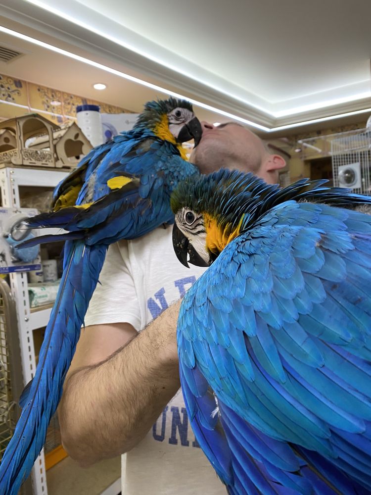 Ара синий или сине-желты  ручной говорящий попугай