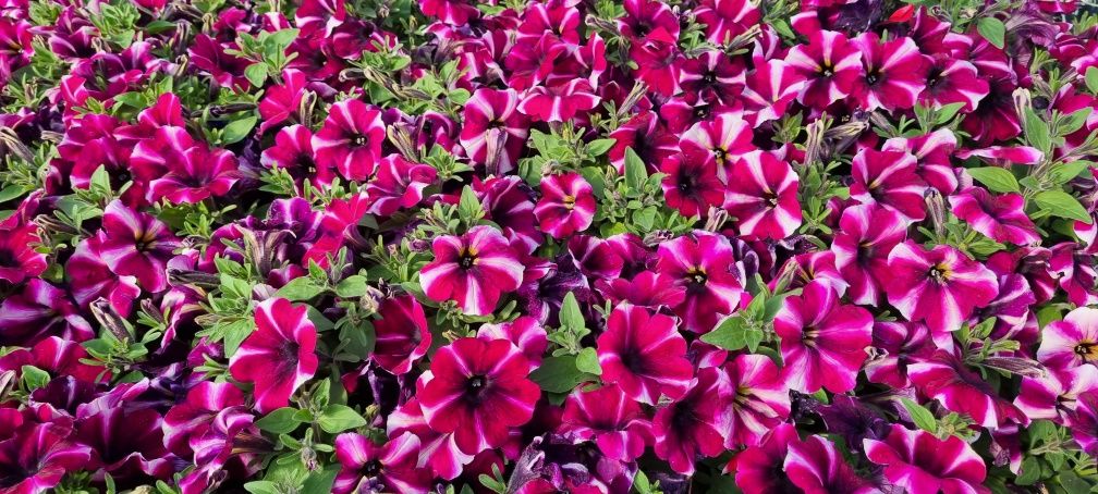 Kwiaty Supertuniia Vista, Pelargonia, Petunia, Begonia