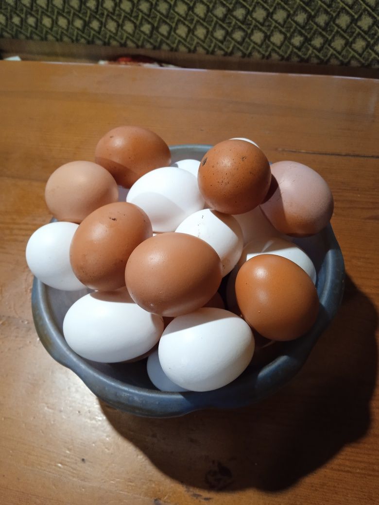 Продам домашнее яйцо.