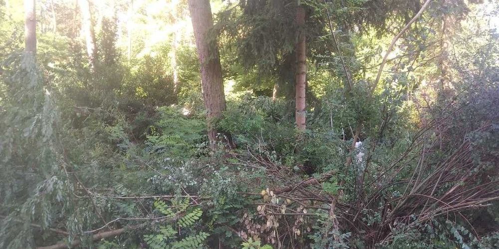 Odbiorę liście, gałęzie i inne odpady zielone