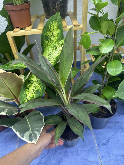 Кімнатні квіти Рослини