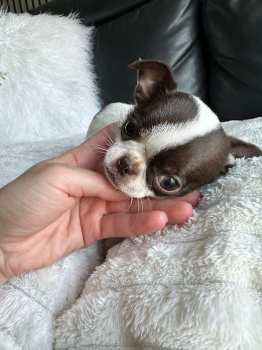 Chihuahua Super Mini .Cabeça de maçã. Menina .Chocolate e Branco