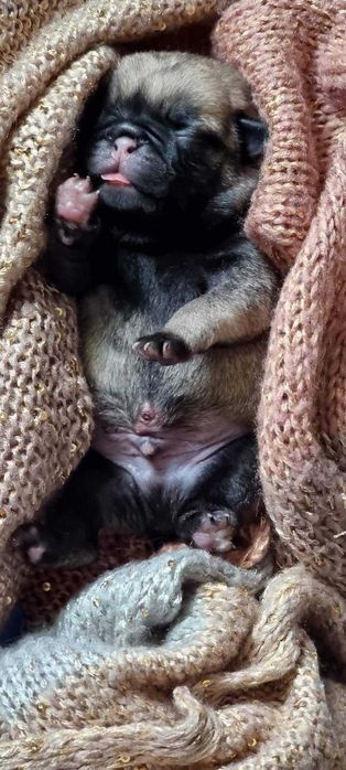 Cudowny mops Najlepszy ZKWP FCI