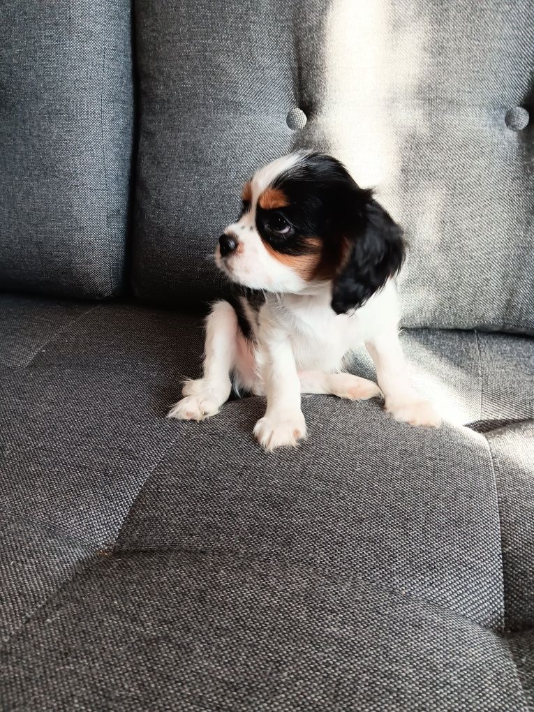 Cavalier King Charles Spaniel piesek