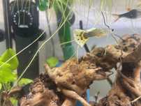 Gupiki 5szt oddam