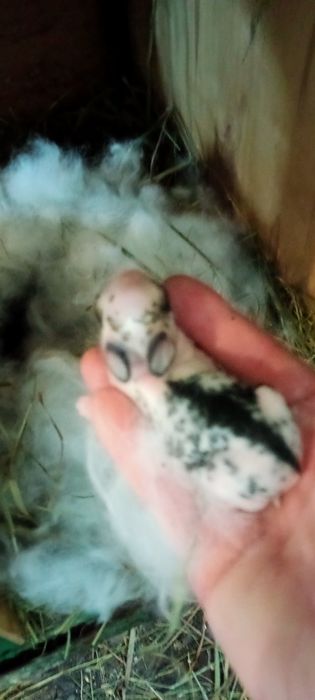 Минни Львиноголовые карликовые крольчата