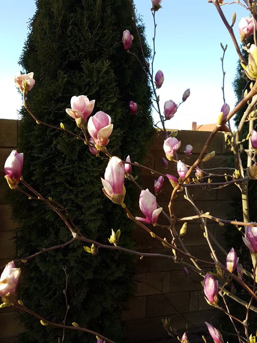 Саджанці магнолії Суланжа