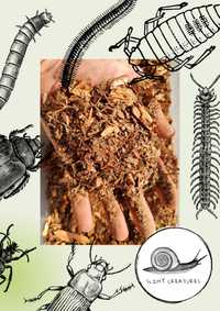 Próchno dębowe liście substrat dla wij isopod chrząszcz prosionek