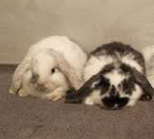 Króliki miniaturki mini lop