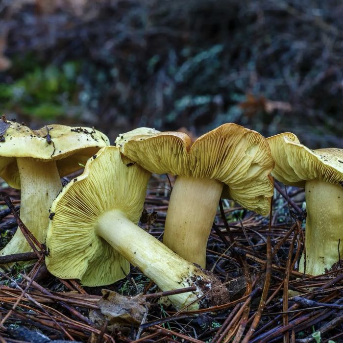 Swieze grzyby gaski zielonki