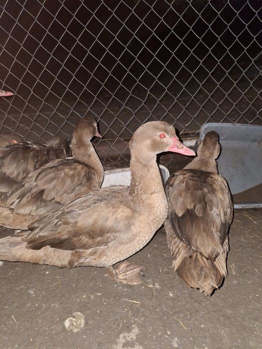 Продаж индоуток  6м.