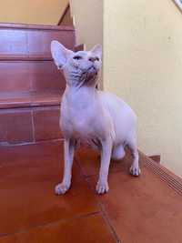 _Sphynx Macho___