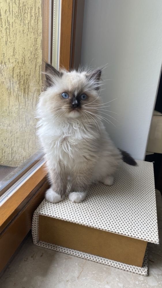 Kotka ragdoll do odbioru od zaraz rodowód FPL