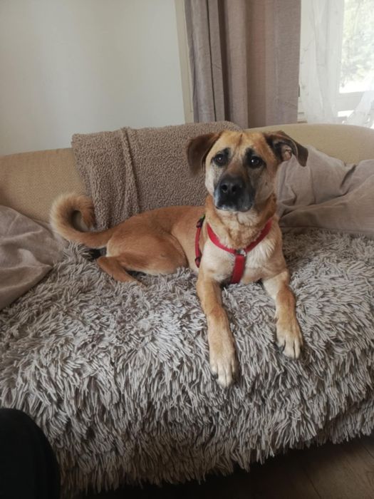 Iko łagodny i zakochany w człowieku