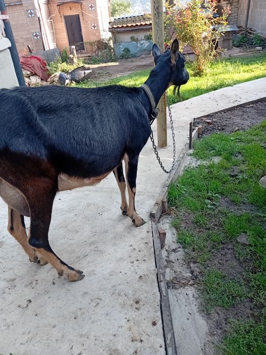 Продам дійну породисту козу.