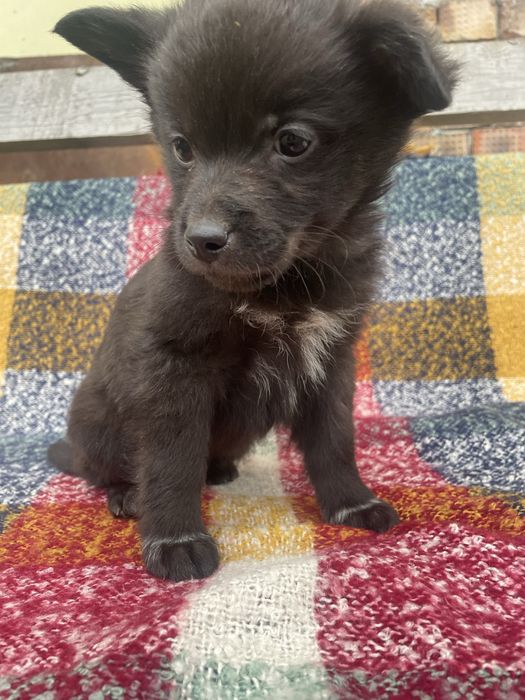 Цуценята (хлопчики) шукають  сімю. Будуть маленького зросту.