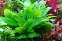 Hygrophila Corymbosa na 2 plan . Hodowla podwodna  Gratisy.