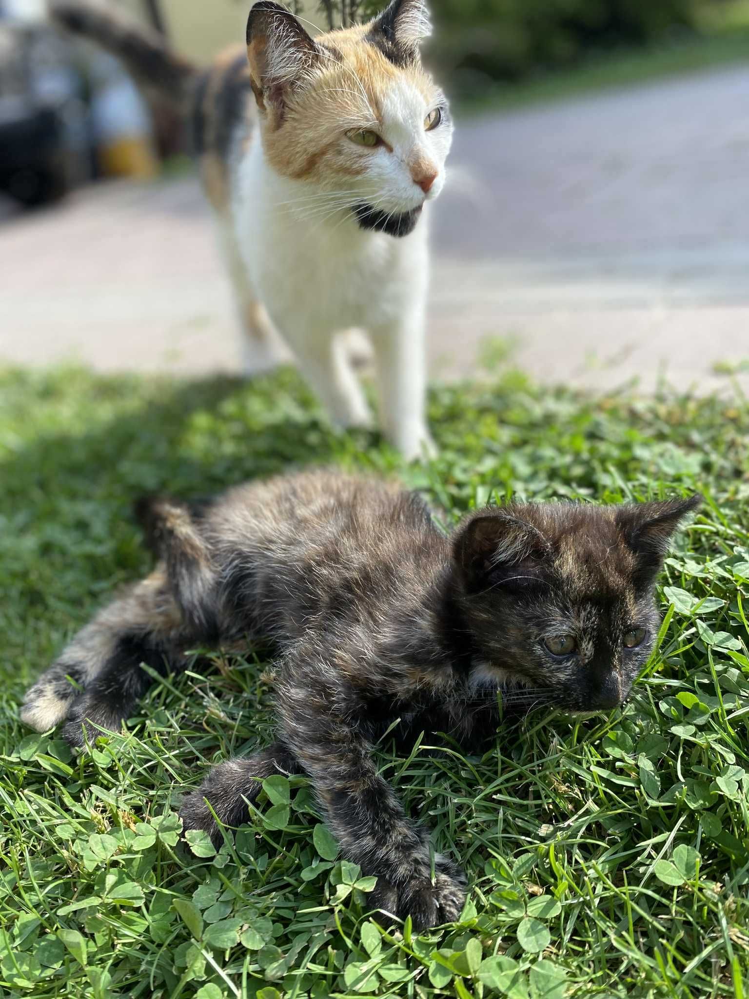 Oddam przyjazne kotki w dobre ręce