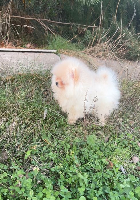 Маленький клубочок щастя