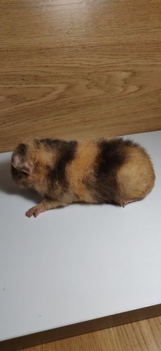 Морская свинка мальчик 1,5 мес.