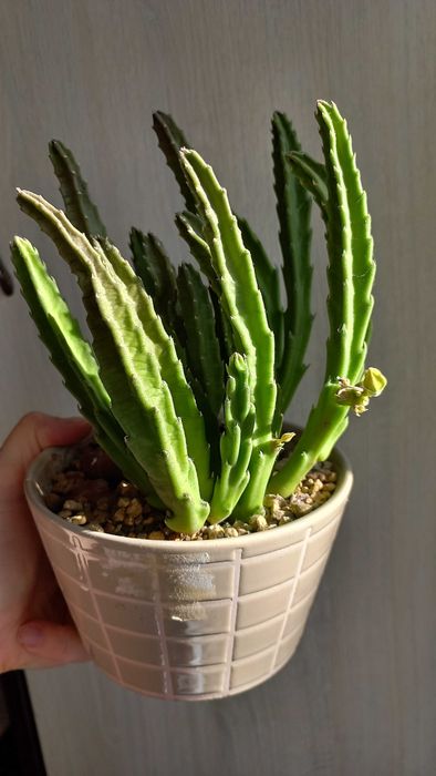 Молодило каменная роза цветы растения суккуленты уличные комнатные