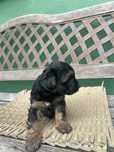 Mini suczka yorkpoo