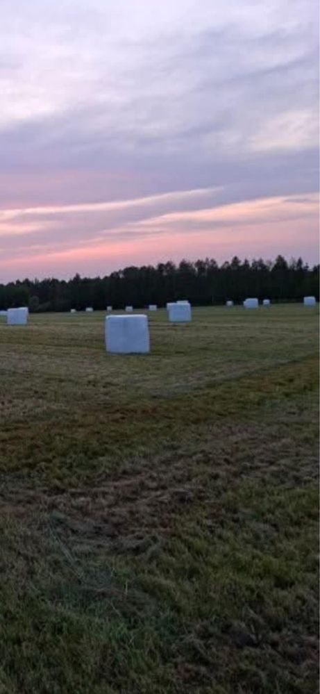 Sianokiszonka lucerna bele wysokiej jakosci transport