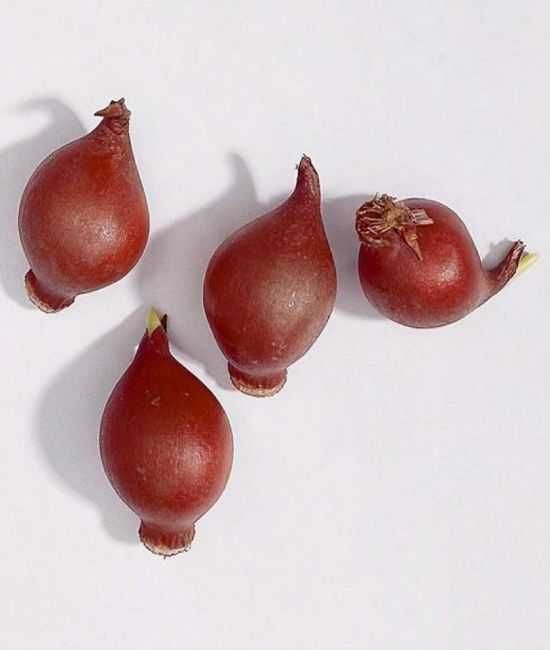 Tulipany botaniczne Turkiestańskie 50 cebulek za 45 zł