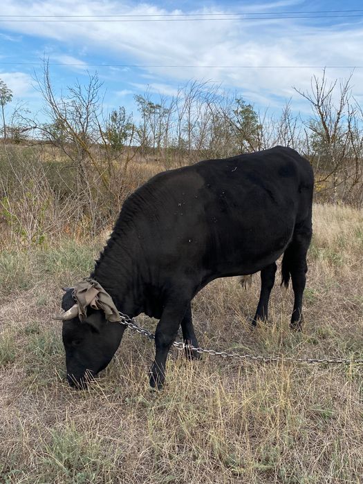 Продам бика. Ціна договірна. Продам быка. Цена договорная