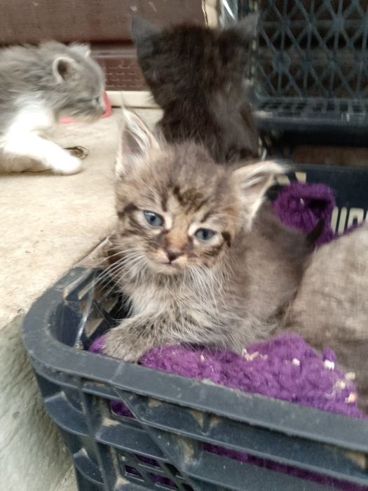 Відам кошенят в добрі руки