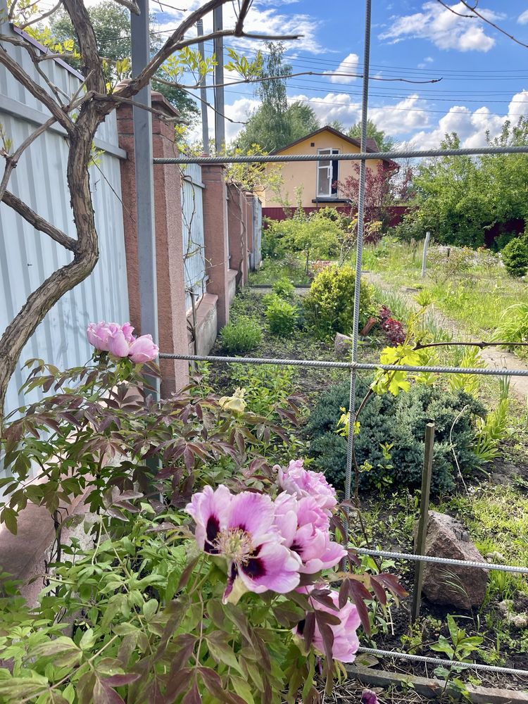 Оренда котеджу 50м2  в с.Нове в м.Боярка 8 сот ділянка