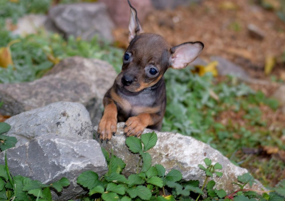 Мальчик той терьер