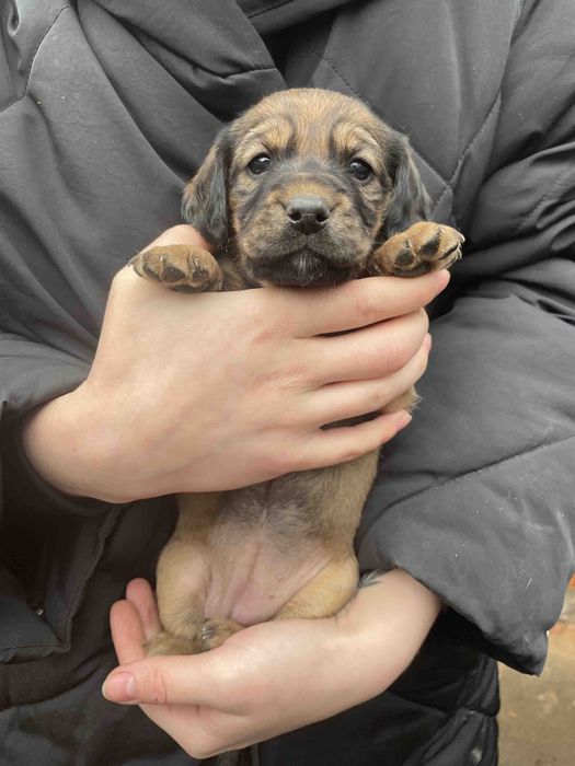 Метіси Кокер-спаніеля