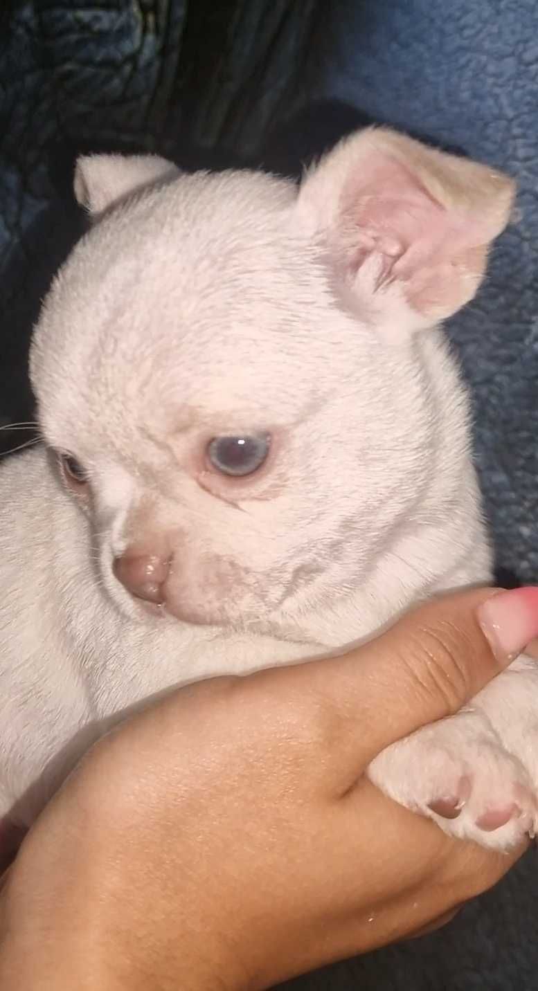 Chihuahua lindíssimos