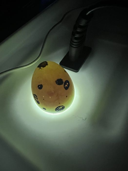 Ovos codorniz gigante galados e para consumo