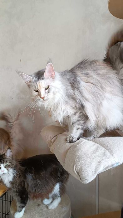 Красавица взрослая девочка Мейн кун 2 года