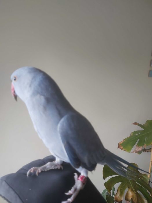 Ring Neck Violeta Cobalto/CC Macho 2024