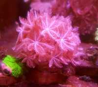 Anthelia . Koralowiec . Akwarium morskie