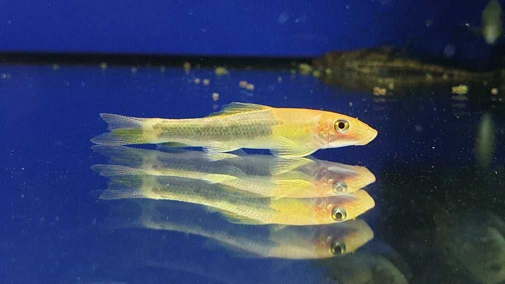 Glonojad syjamski żółty, biały, mix, ryba ok 6 cm, Sklep AKWAREKS