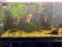 Akwarium 450 l. z osprzętem