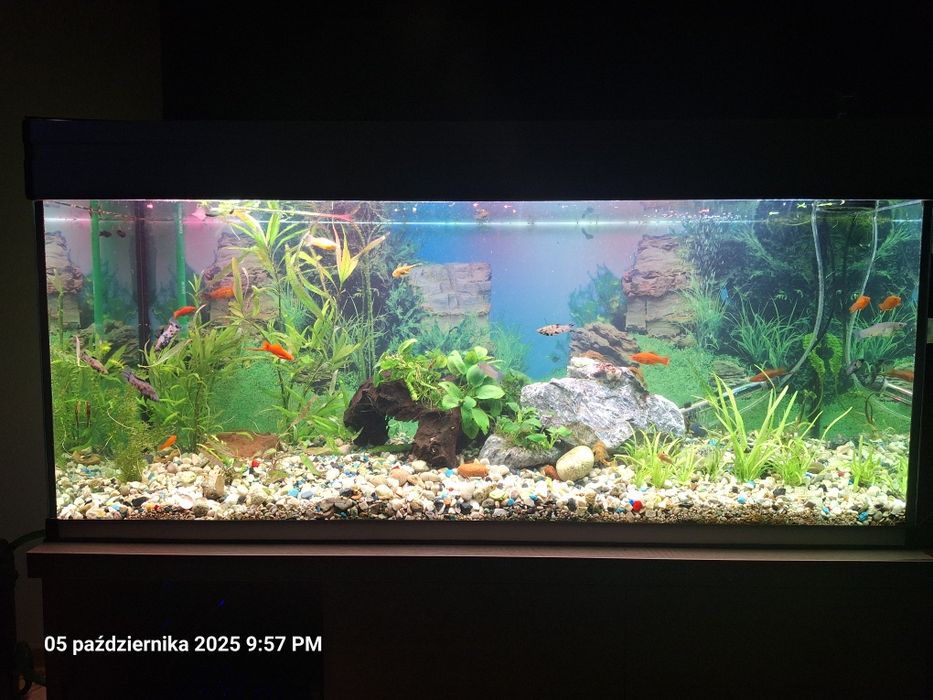 Akwarium AQUAEL 240 l